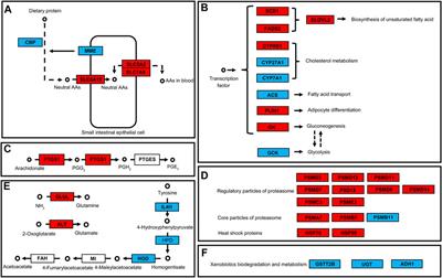 Effects of Acute Exposure to Polystyrene Nanoplastics on the Channel Catfish Larvae: Insights From Energy Metabolism and Transcriptomic Analysis
